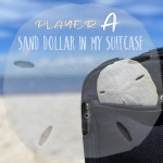 Buy Sand Dollar In My Suitcase