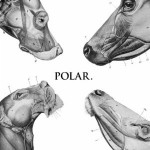Buy This Polar Noise EP