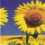 Purchase Sunflower Mp3