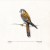 Buy Happy Trails (American Kestrel Falco Sparverius)