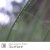 Buy Surface (With Arbee)