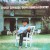 Purchase Down Home In The Country (Vinyl) Mp3