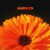 Purchase Marigold Mp3