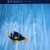 Purchase Swimmer (Vinyl) Mp3